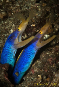 "Two Brothers"-Lembeh by Richard Goluch 